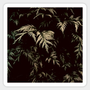 Black Leaves Sticker